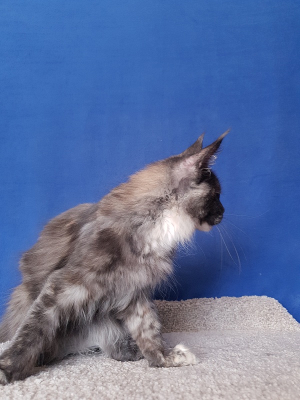 Maia Akbars - Kitten maine-coon 3 months 4 weeks