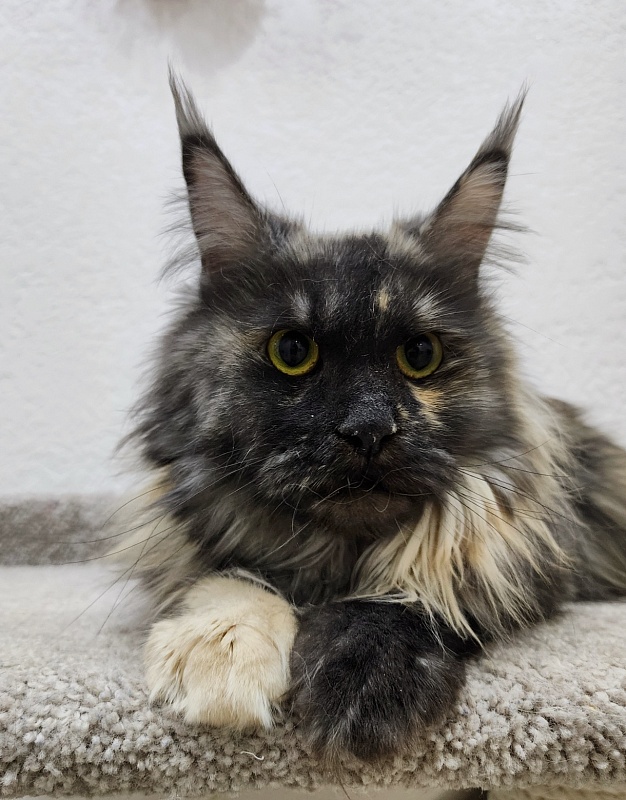 Marta Akbars - Adult maine-coon 1 year 8 months 2.5 weeks