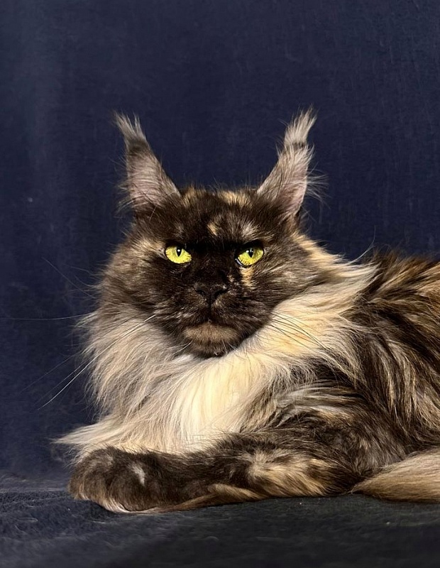 Marta Akbars - Adult maine-coon 3.5 years 1 week