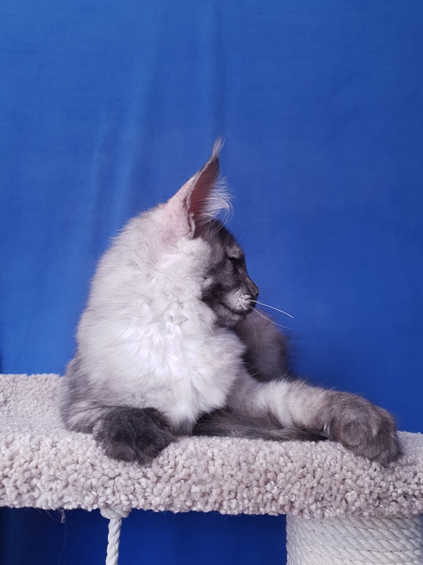 Madeira Akbars - Kitten maine-coon 3 months 4 weeks