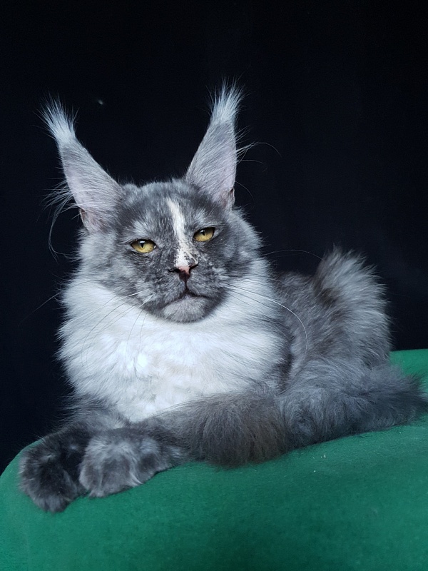 Madeira Akbars - Kitten maine-coon 5.5 months