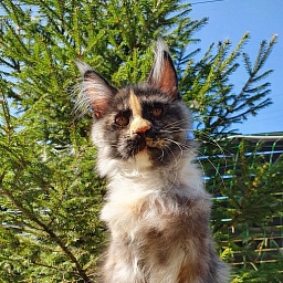 Lola Akbars (polydactyl) 66/66