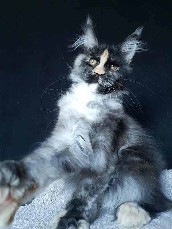 Lola Akbars (polydactyl) 66/66 - Kitten maine-coon 4 months