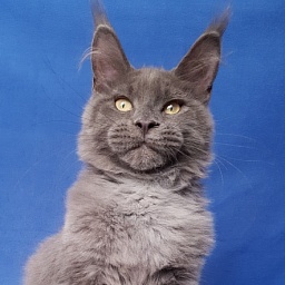 Murr Amur Akbars