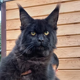Isotta Akbars