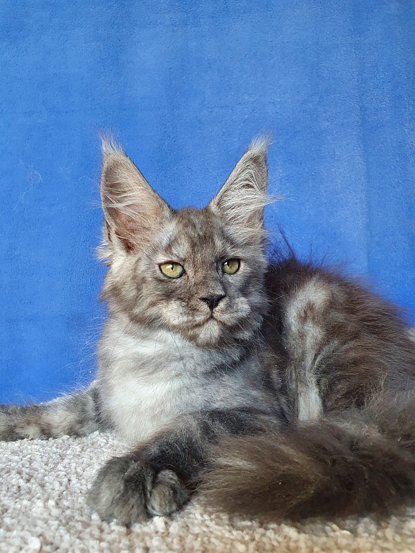 Selga Akbars - Kitten maine-coon 2 months 1 week