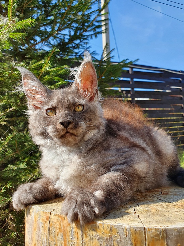 Selga Akbars - Kitten maine-coon 3 months