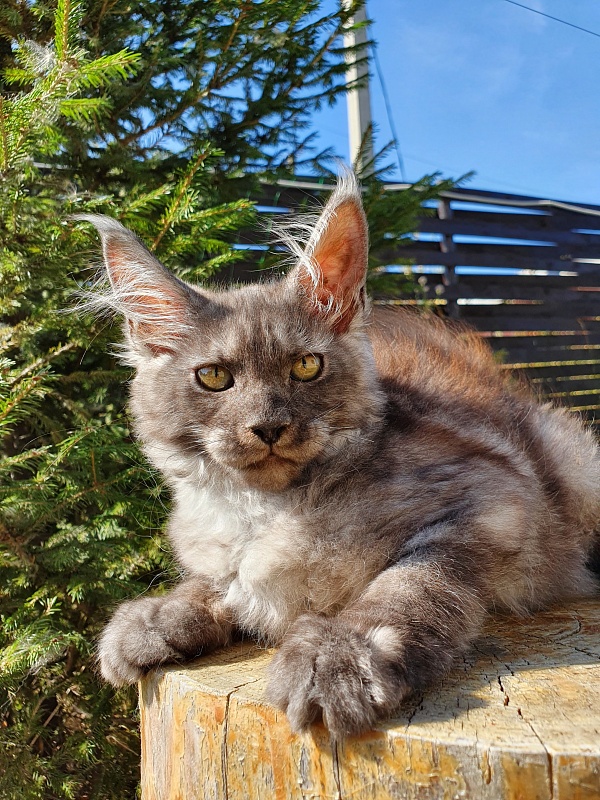 Selga Akbars - Kitten maine-coon 3 months