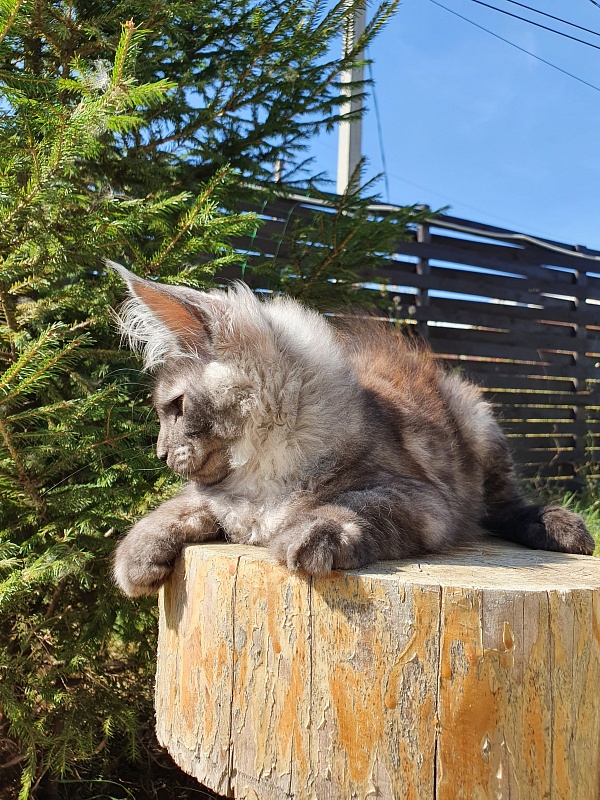 Selga Akbars - Kitten maine-coon 3 months