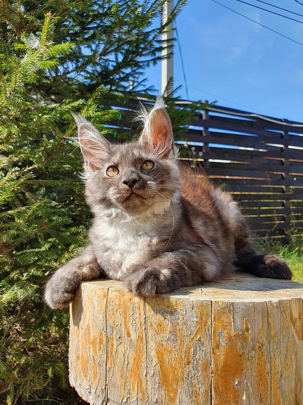 Selga Akbars - Kitten maine-coon 3 months