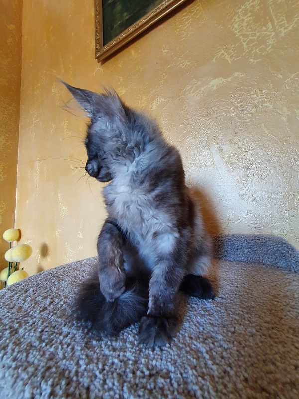 Selga Akbars - Kitten maine-coon 3 months 1 week