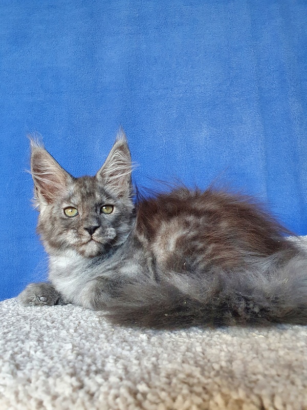 Selga Akbars - Kitten maine-coon 2 months 1 week