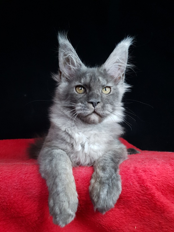 Selga Akbars - Kitten maine-coon 3 months 2 weeks