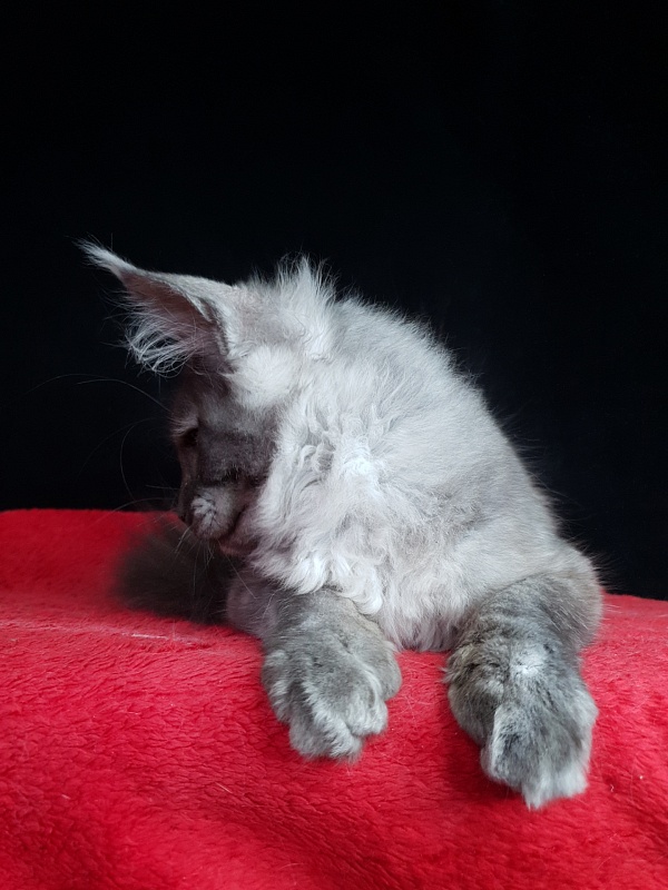 Selga Akbars - Kitten maine-coon 3 months 2 weeks
