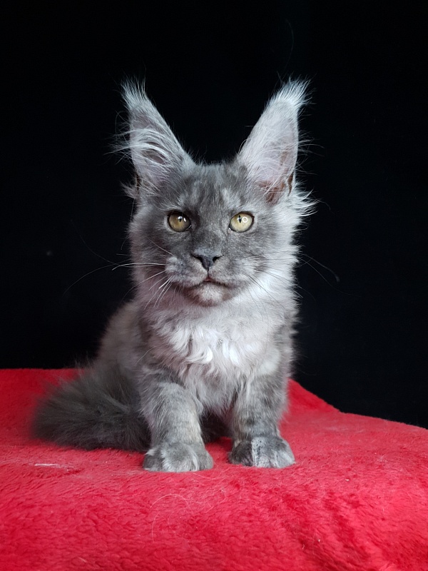 Selga Akbars - Kitten maine-coon 3 months 2 weeks