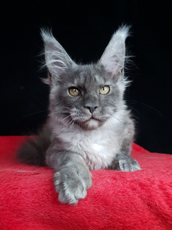 Selga Akbars - Kitten maine-coon 3 months 2 weeks