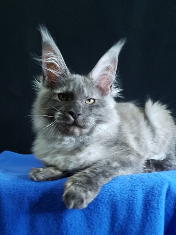 Selga Akbars - Kitten maine-coon 3 months 3.5 weeks
