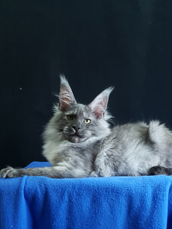 Selga Akbars - Kitten maine-coon 3 months 3.5 weeks