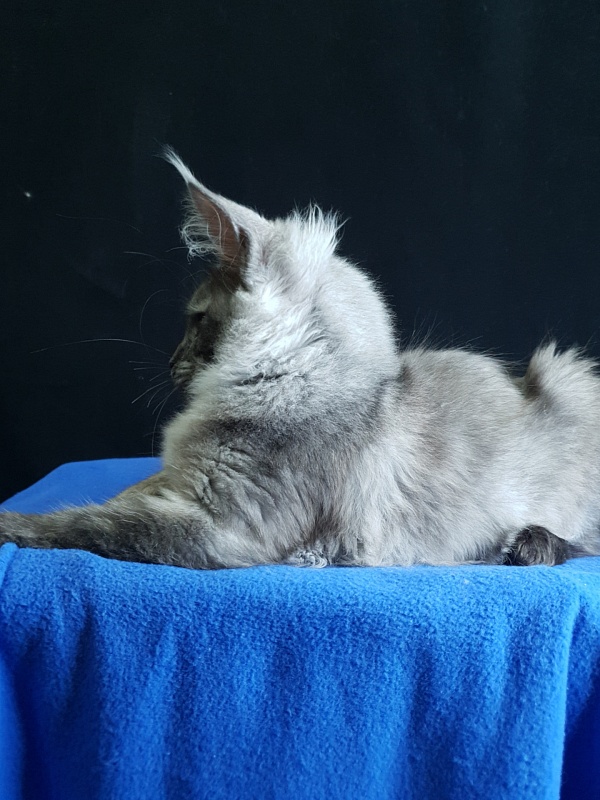 Selga Akbars - Kitten maine-coon 3 months 3.5 weeks