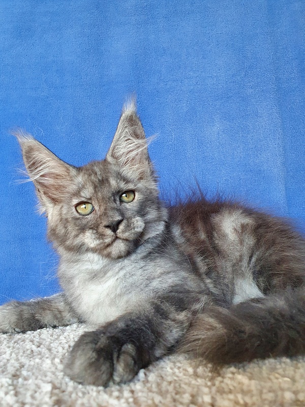 Selga Akbars - Kitten maine-coon 2 months 1 week