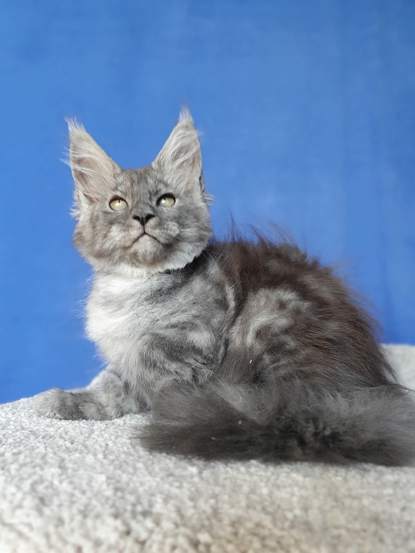 Selga Akbars - Kitten maine-coon 2 months 1 week