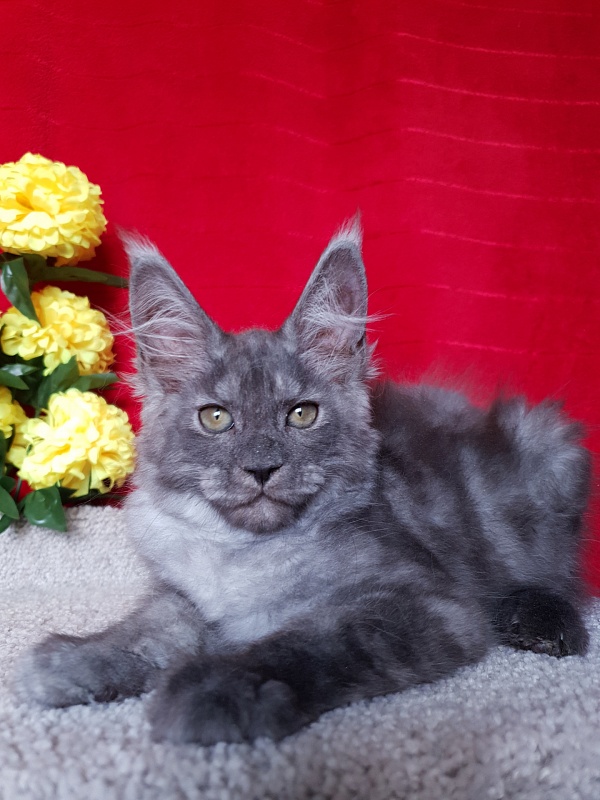 Selga Akbars - Kitten maine-coon 2 months 2.5 weeks