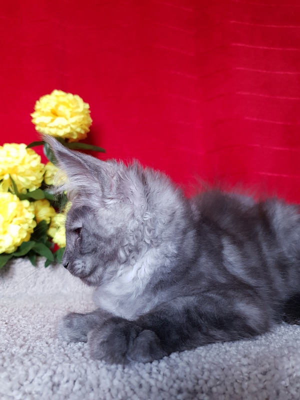 Selga Akbars - Kitten maine-coon 2 months 2.5 weeks