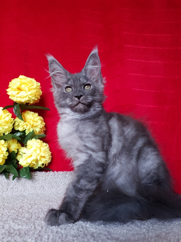 Selga Akbars - Kitten maine-coon 2 months 2.5 weeks