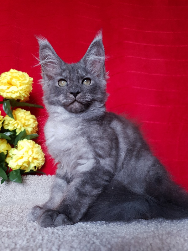 Selga Akbars - Kitten maine-coon 2 months 2.5 weeks