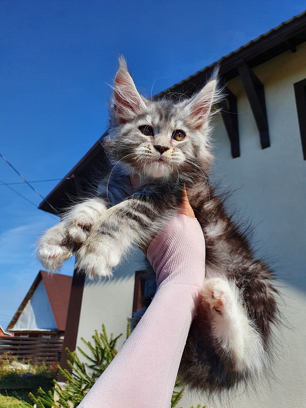Nakieta Akbars (polydactyl 66/66) - Котенок мейн-кун 2 месяца 0,5 недель