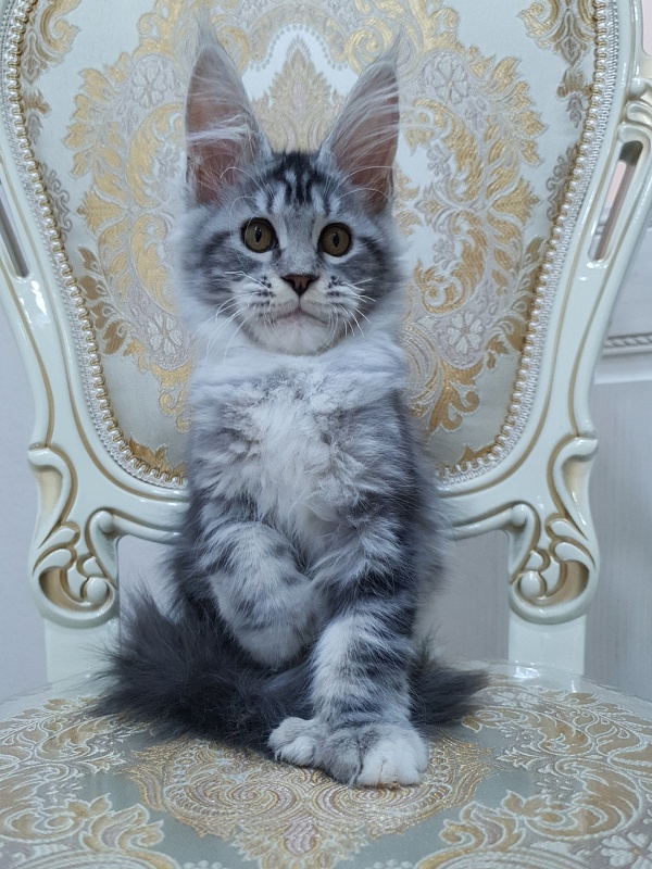 Nakieta Akbars (polydactyl 66/66) - Котенок мейн-кун 3 месяца 2 недели