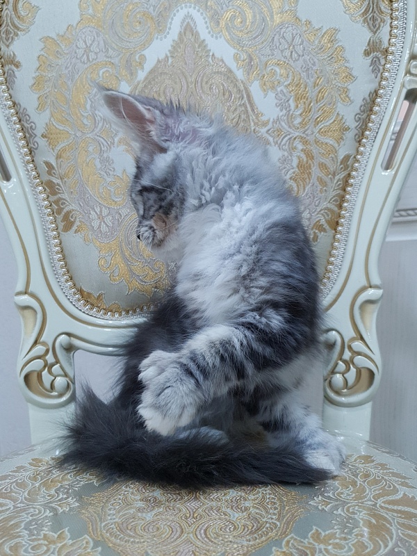 Nakieta Akbars (polydactyl 66/66) - Котенок мейн-кун 3 месяца 2 недели