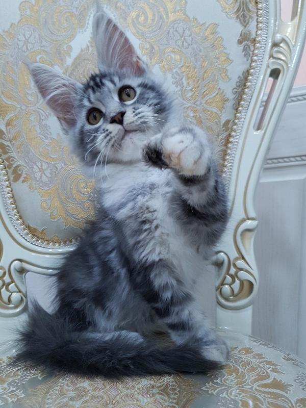 Nakieta Akbars (polydactyl 66/66) - Котенок мейн-кун 3 месяца 2 недели