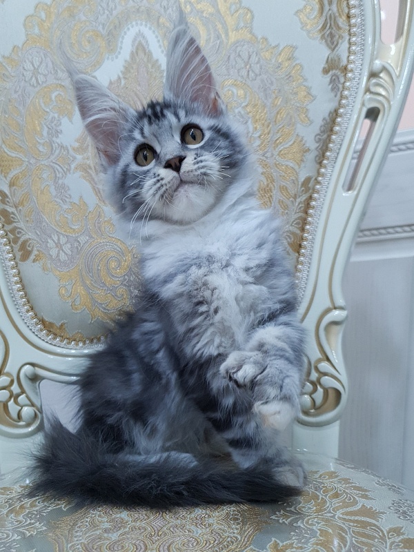 Nakieta Akbars (polydactyl 66/66) - Котенок мейн-кун 3 месяца 2 недели