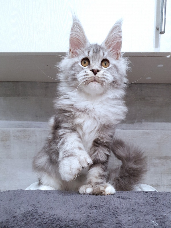 Nakieta Akbars (polydactyl 66/66) - Котенок мейн-кун 4 месяца 2,5 недели