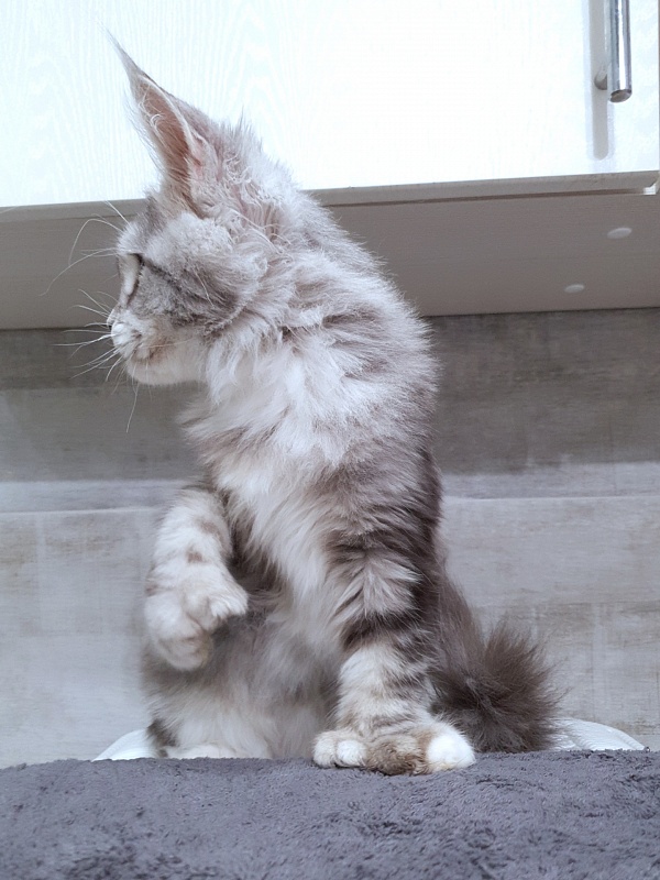 Nakieta Akbars (polydactyl 66/66) - Котенок мейн-кун 4 месяца 2,5 недели