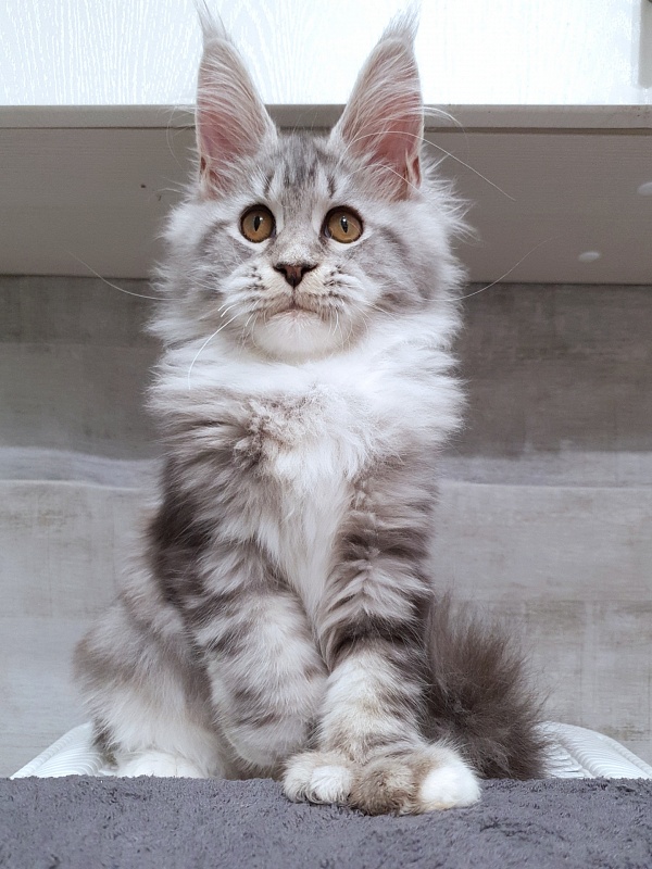 Nakieta Akbars (polydactyl 66/66) - Котенок мейн-кун 4 месяца 2,5 недели