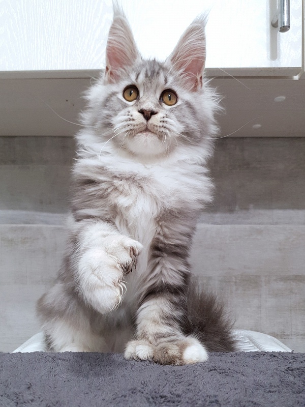 Nakieta Akbars (polydactyl 66/66) - Котенок мейн-кун 4 месяца 2,5 недели