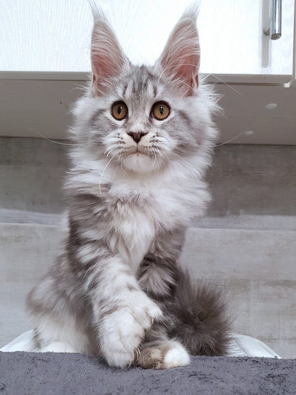 Nakieta Akbars (polydactyl 66/66) - Котенок мейн-кун 4 месяца 2,5 недели