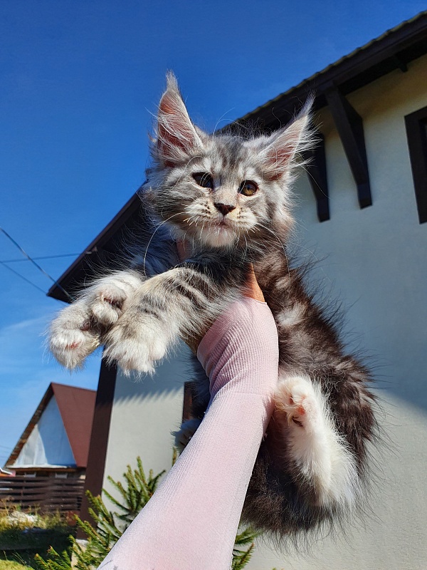 Nakieta Akbars (polydactyl 66/66) - Котенок мейн-кун 2 месяца 0,5 недель