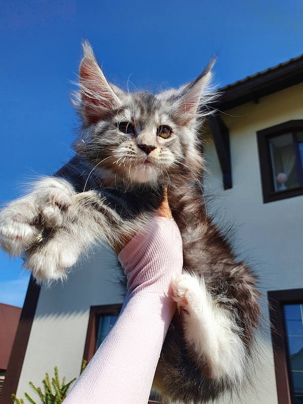 Nakieta Akbars (polydactyl 66/66) - Котенок мейн-кун 2 месяца 0,5 недель