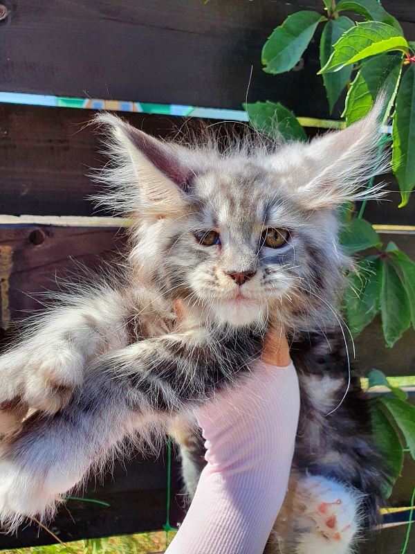 Nakieta Akbars (polydactyl 66/66) - Котенок мейн-кун 2 месяца 0,5 недель
