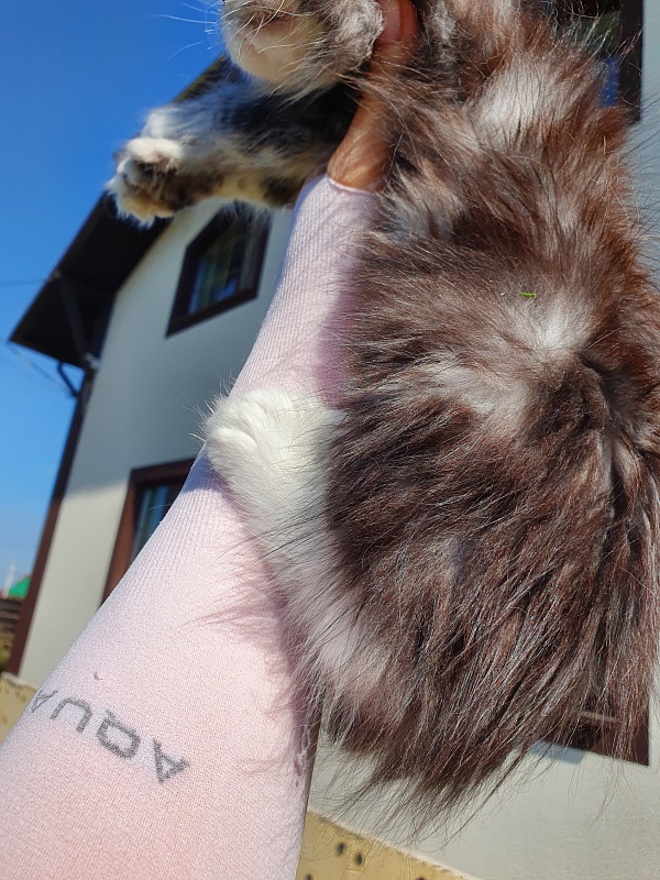 Nakieta Akbars (polydactyl 66/66) - Котенок мейн-кун 2 месяца 0,5 недель