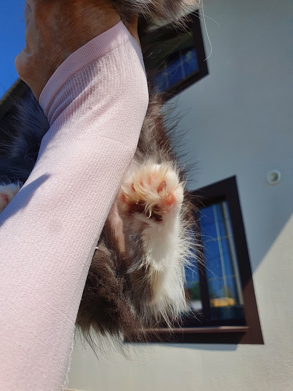 Nakieta Akbars (polydactyl 66/66) - Котенок мейн-кун 2 месяца 0,5 недель
