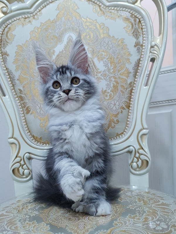 Nakieta Akbars (polydactyl 66/66) - Котенок мейн-кун 3 месяца 2 недели