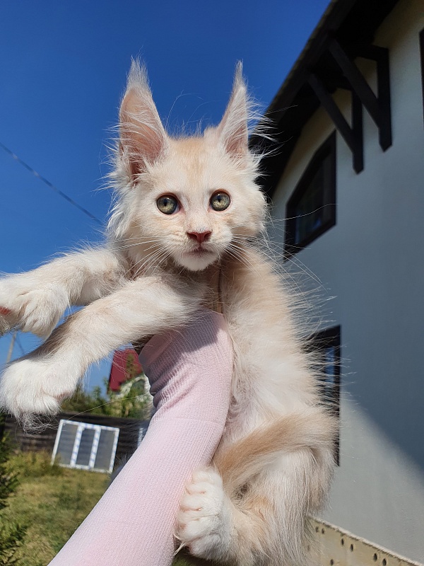 Nick Akbars (polydactyl 66/66) - Kitten maine-coon 2 months 0.5 weeks