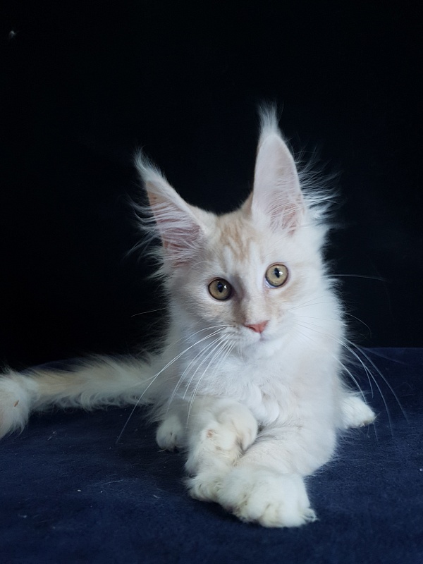 Nick Akbars (polydactyl 66/66) - Kitten maine-coon 3 months 1.5 week