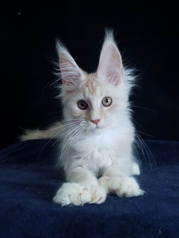 Nick Akbars (polydactyl 66/66) - Kitten maine-coon 3 months 1.5 week