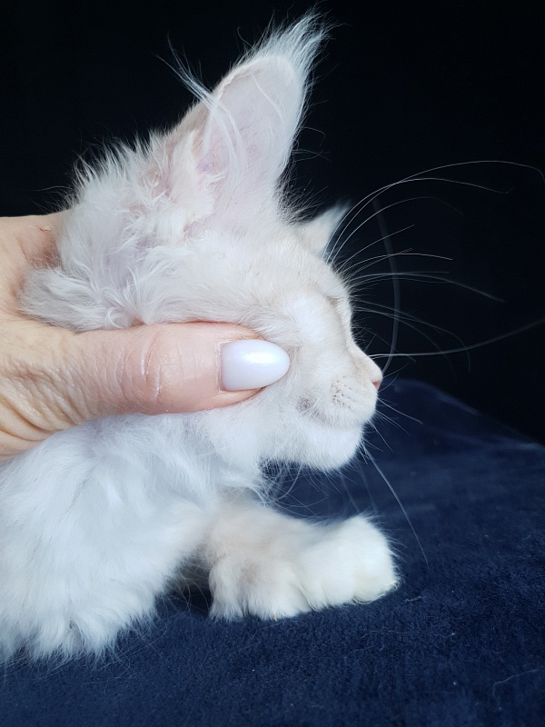 Nick Akbars (polydactyl 66/66) - Kitten maine-coon 3 months 1.5 week