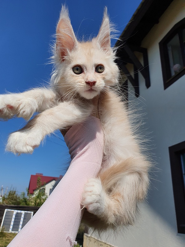 Nick Akbars (polydactyl 66/66) - Kitten maine-coon 2 months 0.5 weeks
